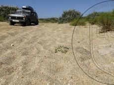 Euphorbia-peplis_Бугазская_стация